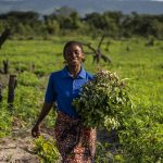 Food Security: FAO tasks G20 on healthy planet investment
