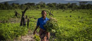 Food Security FAO tasks G20 on healthy planet investment